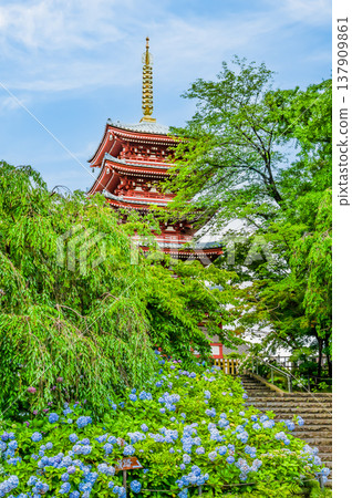 千葉,本道寺:雨後的繡球花 千葉,本道寺:雨後的繡球花 137909861