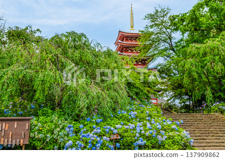 千葉，本道寺：雨後的繡球花 137909862