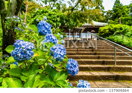 千葉,本道寺:雨後的繡球花 千葉,本道寺:雨後的繡球花 137909864