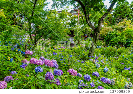 Chiba, Hondoji Temple: Hydrangeas after the rain Chiba, Hondoji Temple: Hydrangeas after the rain 137909869