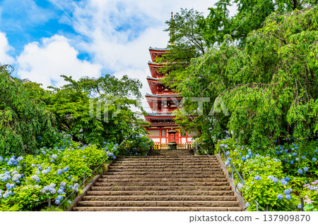 千葉，本道寺：雨後的繡球花 137909870