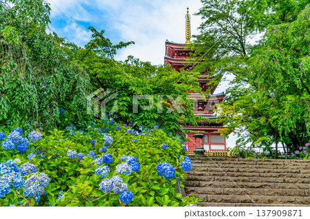千葉,本道寺:雨後的繡球花 千葉,本道寺:雨後的繡球花 137909871