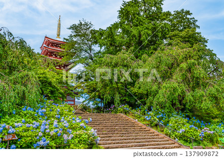 Chiba, Hondoji Temple: Hydrangeas after the rain Chiba, Hondoji Temple: Hydrangeas after the rain 137909872