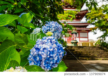 Chiba, Hondoji Temple: Hydrangeas after the rain 137909874
