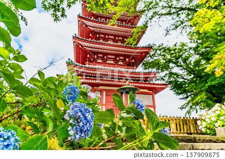 千葉，本道寺：雨後的繡球花 137909875