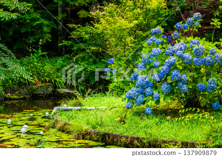千葉，本道寺：雨後的繡球花 137909879