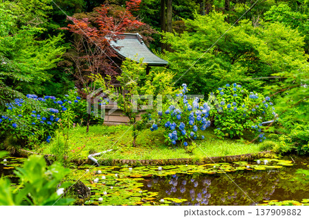 Chiba, Hondoji Temple: Hydrangeas after the rain Chiba, Hondoji Temple: Hydrangeas after the rain 137909882