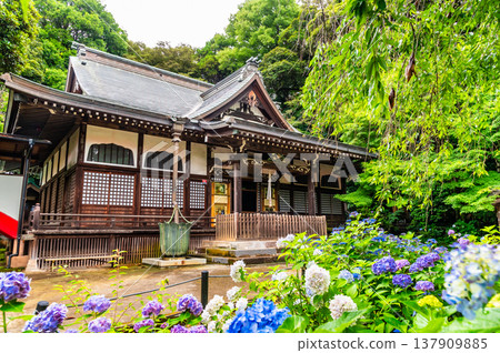 千葉,本道寺:雨後的繡球花 千葉,本道寺:雨後的繡球花 137909885