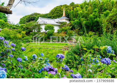千葉，本道寺：雨後的繡球花 137909886
