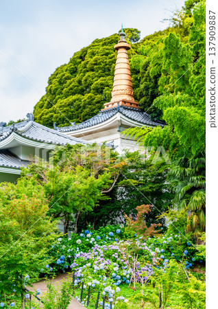 千葉,本道寺:雨後的繡球花 千葉,本道寺:雨後的繡球花 137909887