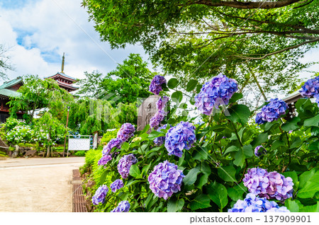 千葉，本道寺：雨後的繡球花 137909901