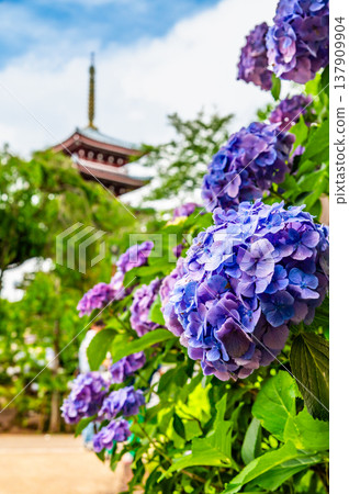 千葉，本道寺：雨後的繡球花 137909904
