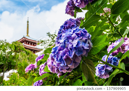 千葉，本道寺：雨後的繡球花 137909905