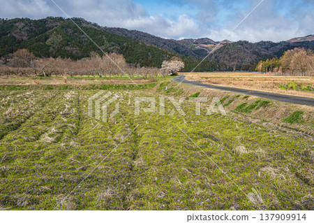 滋賀縣高島市牧野町的田園風光 137909914