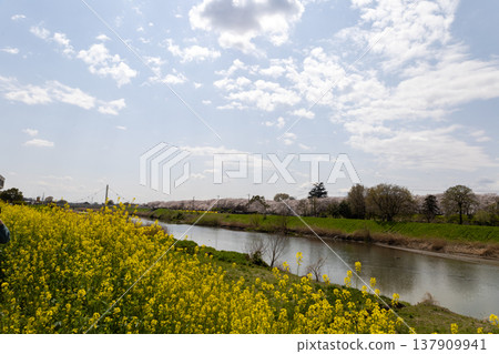 April: Gongendo Cherry Blossom Embankment, Satte April: Gongendo Cherry Blossom Embankment, Satte 137909941