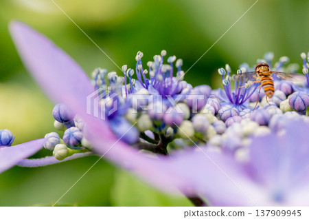 Gaku hydrangea and horsefly 137909945