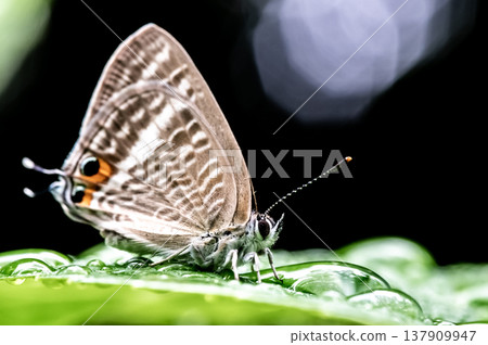 Morning dew and the Common Blue butterfly Morning dew and the Common Blue butterfly 137909947