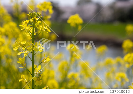 April, Satte Gongendo Cherry Blossom Embankment, rape blossoms April, Satte Gongendo Cherry Blossom Embankment, rape blossoms 137910013