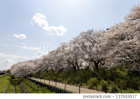 April, Satte Gongendo Cherry Blossom Embankment: Blue sky and rows of cherry trees April, Satte Gongendo Cherry Blossom Embankment: Blue sky and rows of cherry trees 137910017