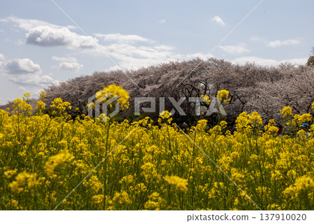 April: Satte Gongendo Cherry Blossom Embankment - Rapeseed blossoms and cherry trees April: Satte Gongendo Cherry Blossom Embankment - Rapeseed blossoms and cherry trees 137910020