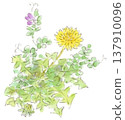 Spring plants, dandelion watercolor illustration 137910096