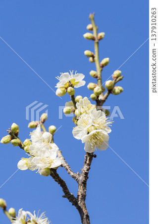 white plum blossom 137910263