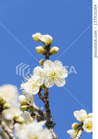 white plum blossom 137910264