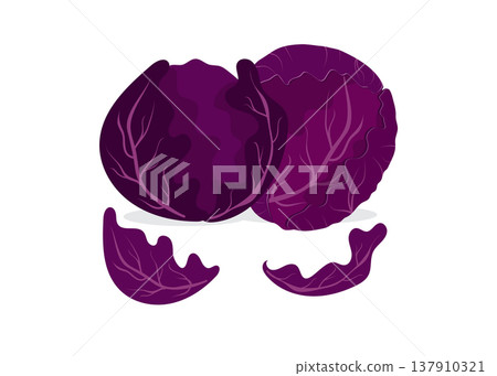 Red cabbage set stock illustration Red cabbage set stock illustration 137910321