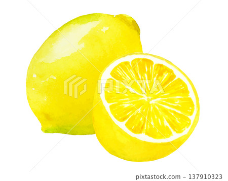 Illustration of lemon drawn in watercolor Illustration of lemon drawn in watercolor 137910323