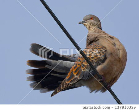 Close-up of an Oriental Turtle Dove perched on a power line. Close-up of an Oriental Turtle Dove perched on a power line. 137910359