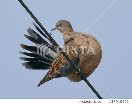 Close-up of an Oriental Turtle Dove perched on a power line. Close-up of an Oriental Turtle Dove perched on a power line. 137910362