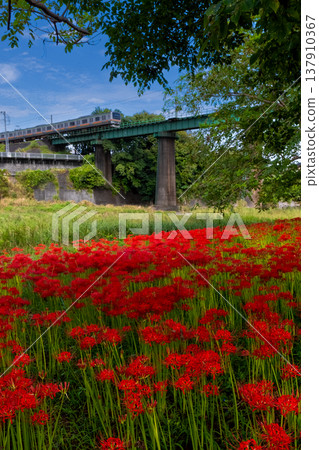 Cluster amaryllis and railway 137910367
