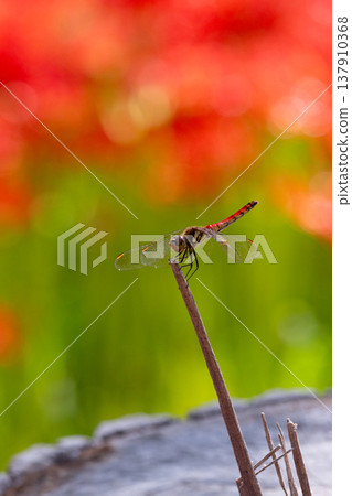 Spider lilies and red dragonflies 1 137910368