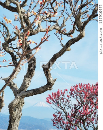 靜岡縣:紅白梅花與富士山,二月 靜岡縣:紅白梅花與富士山,二月 137910475