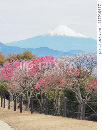 Shizuoka Prefecture: Red and white plum blossoms and Mount Fuji, February Shizuoka Prefecture: Red and white plum blossoms and Mount Fuji, February 137910477
