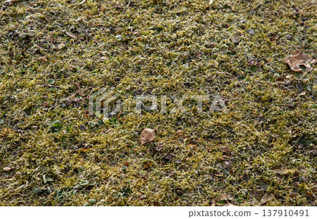 Natural moss and grass ground texture background 137910491