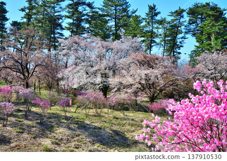 Akaya rhododendrons and cherry blossoms at the foot of Mt. Akagi, Maebashi City, Gunma Prefecture Akaya rhododendrons and cherry blossoms at the foot of Mt. Akagi, Maebashi City, Gunma Prefecture 137910530