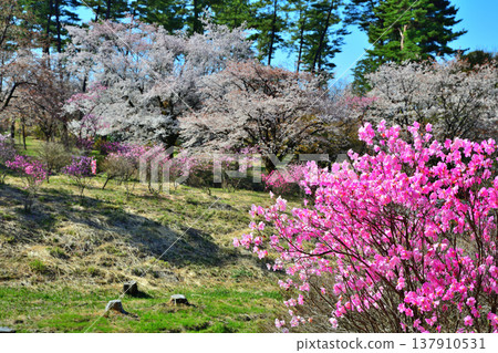 Akaya rhododendrons and cherry blossoms at the foot of Mt. Akagi, Maebashi City, Gunma Prefecture Akaya rhododendrons and cherry blossoms at the foot of Mt. Akagi, Maebashi City, Gunma Prefecture 137910531