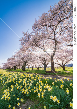 "Iwate Prefecture": Cherry blossoms in full bloom at Kitakami Tenshochi Park, Kitakami City 137910618