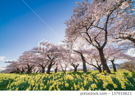 岩手縣：北上市北上天照地公園櫻花盛開 137910621