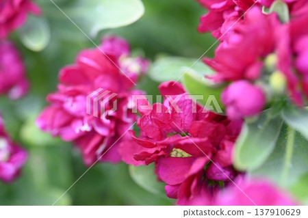 紅紫色的花朵 紅紫色的花朵 137910629