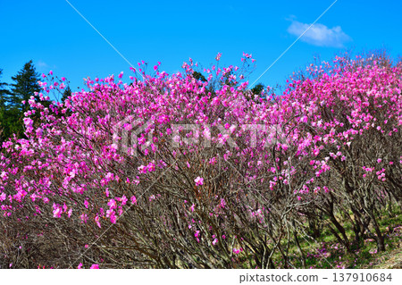 群馬縣前橋市赤城山山麓盛開的赤谷鹽杜鵑 137910684