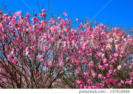 Akaya-shio rhododendrons in full bloom at the foot of Mt. Akagi, Maebashi City, Gunma Prefecture 137910686
