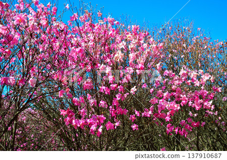 群馬縣前橋市赤城山山麓盛開的赤谷鹽杜鵑 137910687