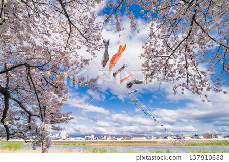 "Iwate Prefecture": Cherry blossoms in full bloom at Kitakami Tenshochi Park, Kitakami City "Iwate Prefecture": Cherry blossoms in full bloom at Kitakami Tenshochi Park, Kitakami City 137910688