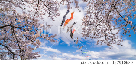 "Iwate Prefecture": Cherry blossoms in full bloom at Kitakami Tenshochi Park, Kitakami City "Iwate Prefecture": Cherry blossoms in full bloom at Kitakami Tenshochi Park, Kitakami City 137910689