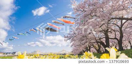 "Iwate Prefecture": Cherry blossoms in full bloom at Kitakami Tenshochi Park, Kitakami City "Iwate Prefecture": Cherry blossoms in full bloom at Kitakami Tenshochi Park, Kitakami City 137910693