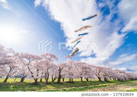 "Iwate Prefecture": Cherry blossoms in full bloom at Kitakami Tenshochi Park, Kitakami City 137910694