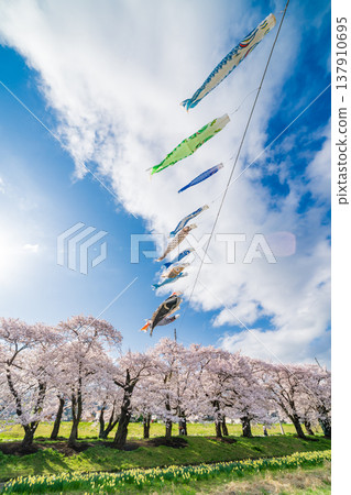 岩手縣：北上市北上天照地公園櫻花盛開 137910695