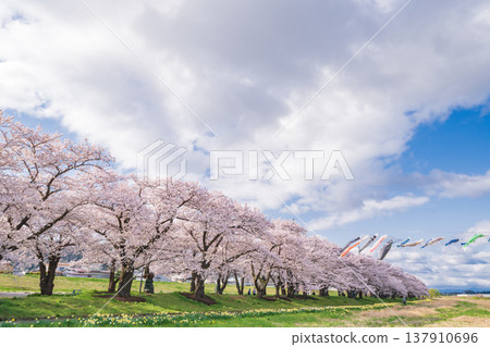 岩手縣：北上市北上天照地公園櫻花盛開 137910696